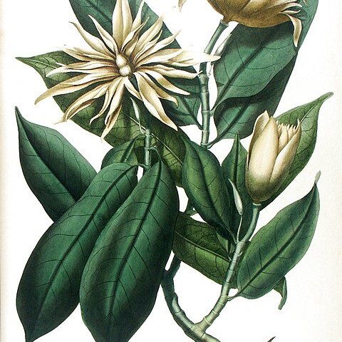 Magnolia elegans unspecified picture