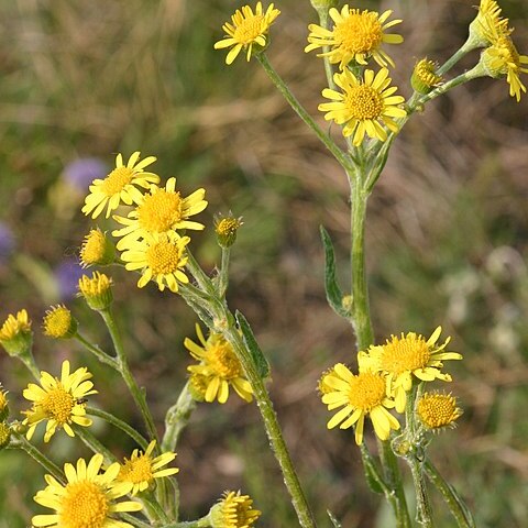 Tephroseris kirilowii unspecified picture