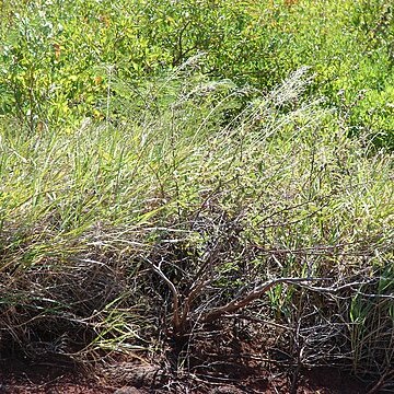 Eragrostis atropioides unspecified picture