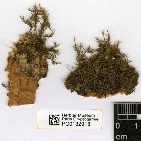 Pilotrichaceae unspecified picture