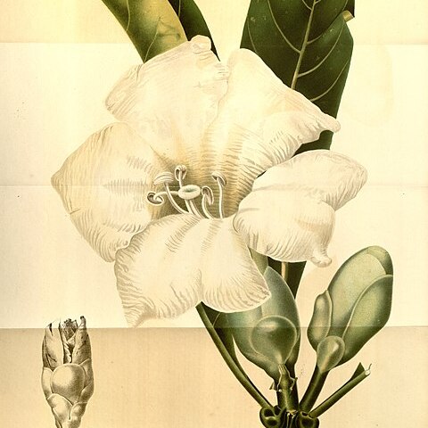 Fagraea imperialis unspecified picture