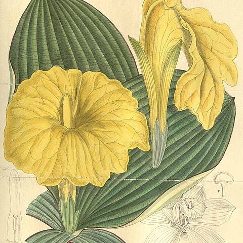 Costus spectabilis unspecified picture