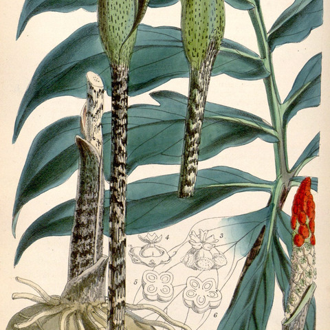 Asterostigma unspecified picture