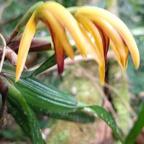 Maxillaria aciantha unspecified picture