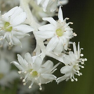 Neoastelia unspecified picture