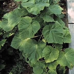 Paulowniaceae unspecified picture