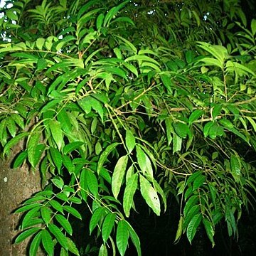 Aglaia spectabilis unspecified picture