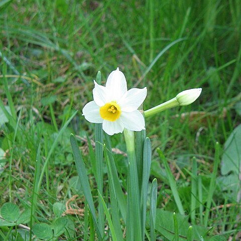 Narcissus tazetta subsp. tazetta unspecified picture