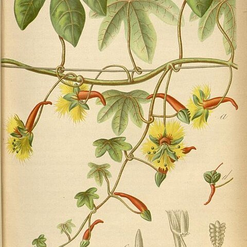 Tropaeolum sanctae-catharinae unspecified picture