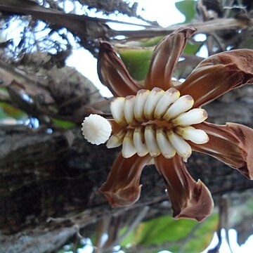 Mouriri pseudogeminata unspecified picture