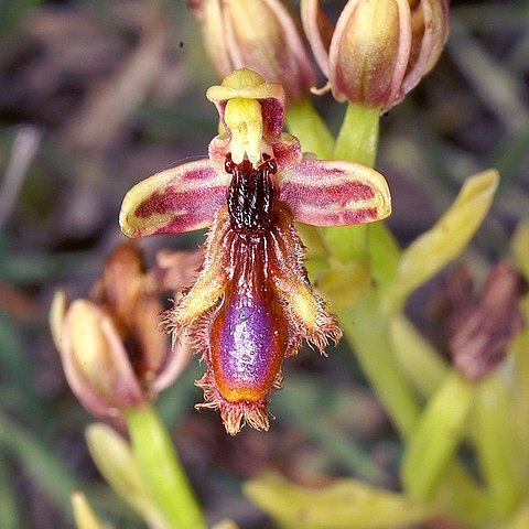 Ophrys speculum subsp. regis-ferdinandii unspecified picture