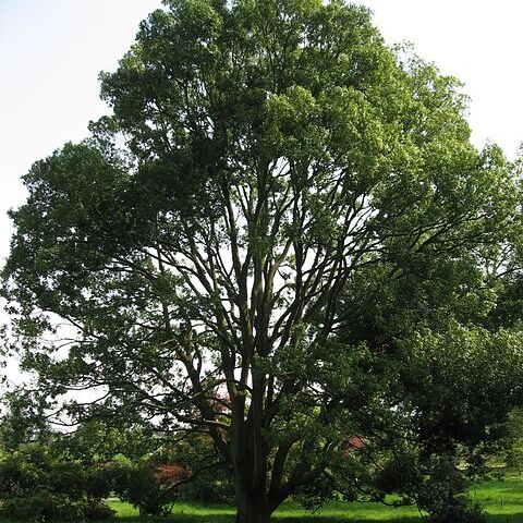 Quercus myrsinaefolia unspecified picture