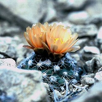 Pediocactus winkleri unspecified picture