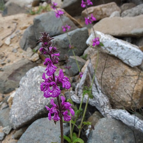 Stachys grandidentata unspecified picture