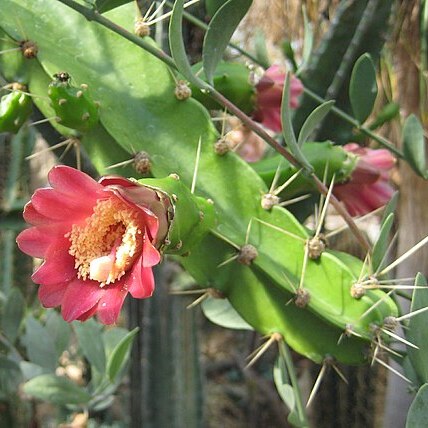 Calymmanthium substerile unspecified picture