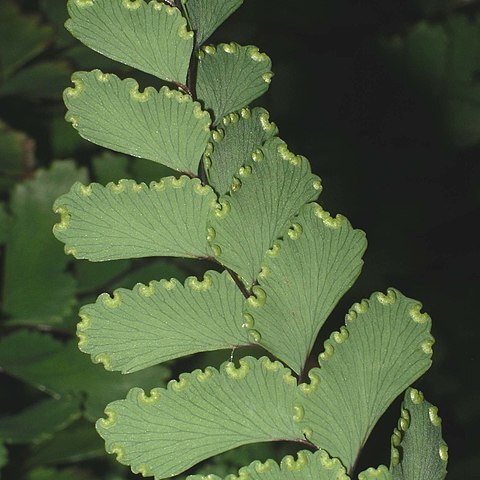 Adiantum cunninghamii unspecified picture