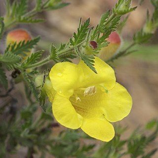 Aureolaria unspecified picture