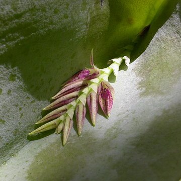 Acianthera pectinata unspecified picture
