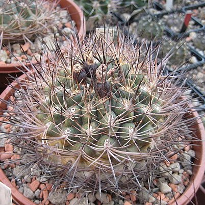 Neowerdermannia unspecified picture