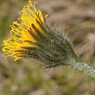 Hieracium rohlenae unspecified picture