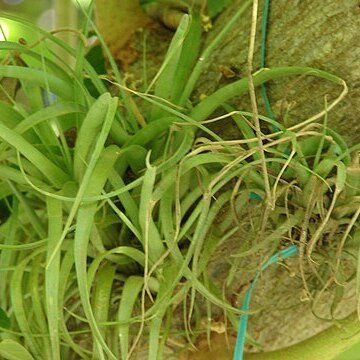 Tillandsia polystachia unspecified picture