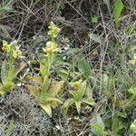 Ophrys bombyliflora habit picture by Hugo SANTACREU (cc-by-sa)