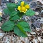 Potentilla indica flower picture by Thijs Van Reenen (cc-by-sa)