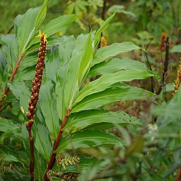 Zingiber diwakarianum unspecified picture