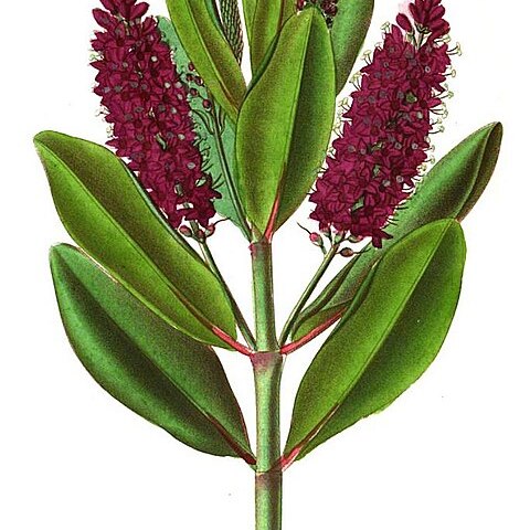 Veronica speciosa unspecified picture