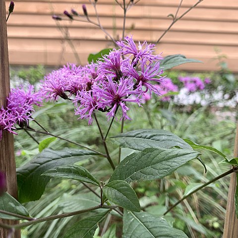 Vernonia blodgettii unspecified picture