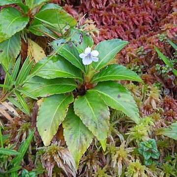 Viola stipularis unspecified picture