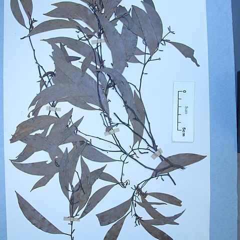 Acacia crassicarpa unspecified picture