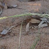 Eragrostis speciosa unspecified picture