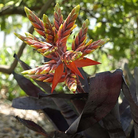 Aechmea tessmannii unspecified picture
