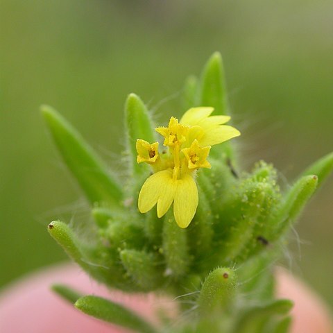 Madia glomerata unspecified picture