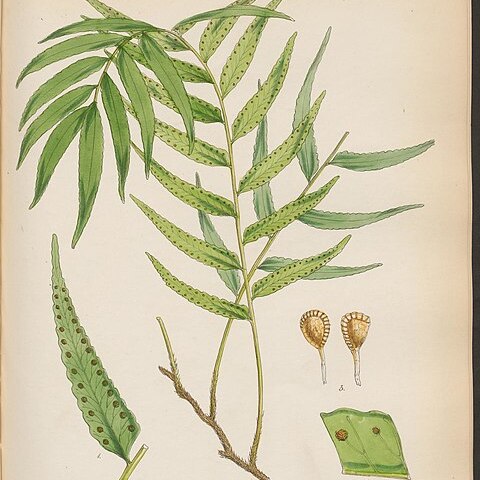 Arthropteris unspecified picture