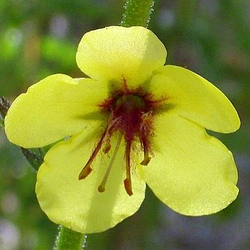 Verbascum simplex unspecified picture