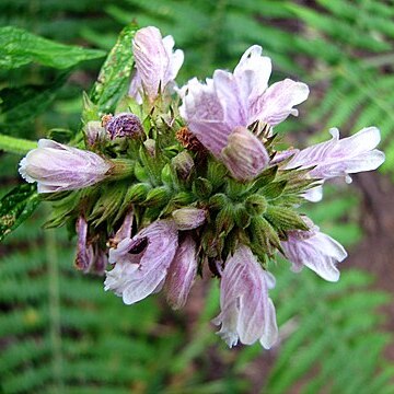 Cedronella unspecified picture