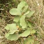 Dombeya ficulnea habit picture by S. Dufour-Kowalski (cc-by-sa)