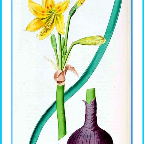 Amaryllis unspecified picture
