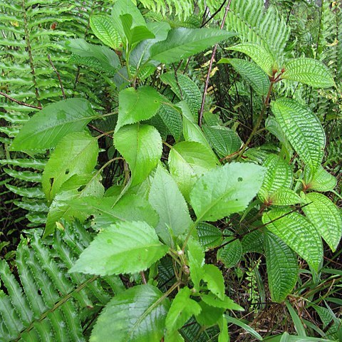 Bidens conjuncta unspecified picture