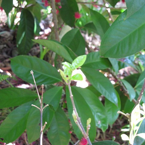 Wikstroemia bicornuta unspecified picture
