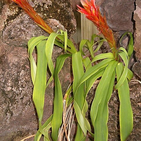 Pitcairnia l'hér. unspecified picture