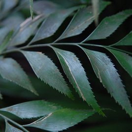 Bowenia serrulata unspecified picture