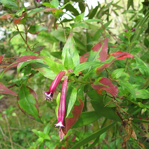 Cuphea subuligera unspecified picture