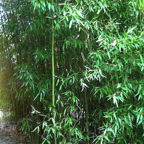 Phyllostachys atrovaginata unspecified picture