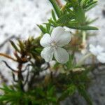 Gratiola hispida flower picture by Sylvain Piry (cc-by-sa)