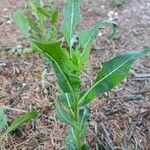 Lactuca virosa habit picture by pagounet (cc-by-sa)