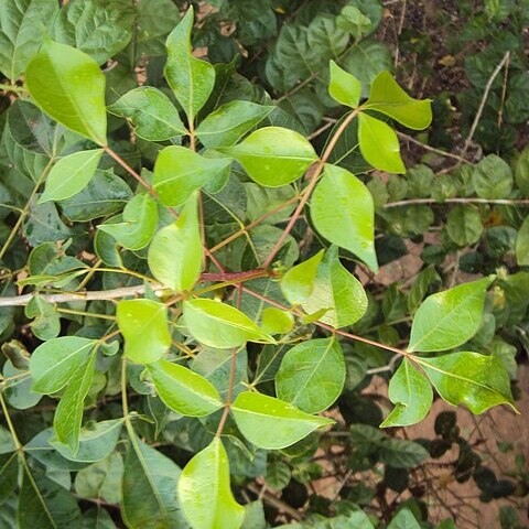 Commiphora unspecified picture