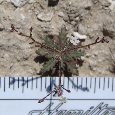 Aliciella leptomeria unspecified picture